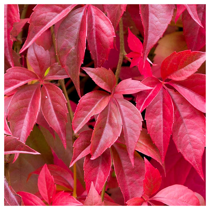 Parthenocissus Seeds for Planting – Organic, Heirloom, Non-GMO Climbing Plant Seeds | Neera Seeds product photo [neera-v4-eea9b03c101c7874043a]