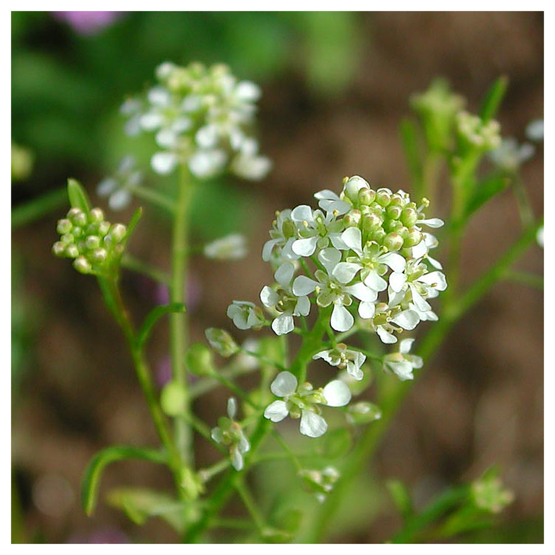 Heirloom Lepidium virginicum Flower Seeds - Non-GMO, High Germination Organic Wildflower Garden Seeds for Planting | Neera Seeds product photo [neera-v4-eeab48b9b68583641cee]