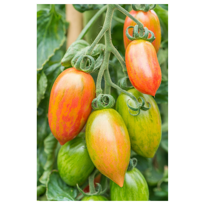 Tomato Cherry Artisan Pink Tiger Seeds for Planting – Heirloom, Non-GMO, High Germination Organic Garden Seeds | Neera Seeds product photo [neera-v4-eeac42af0b3a61a798a2]