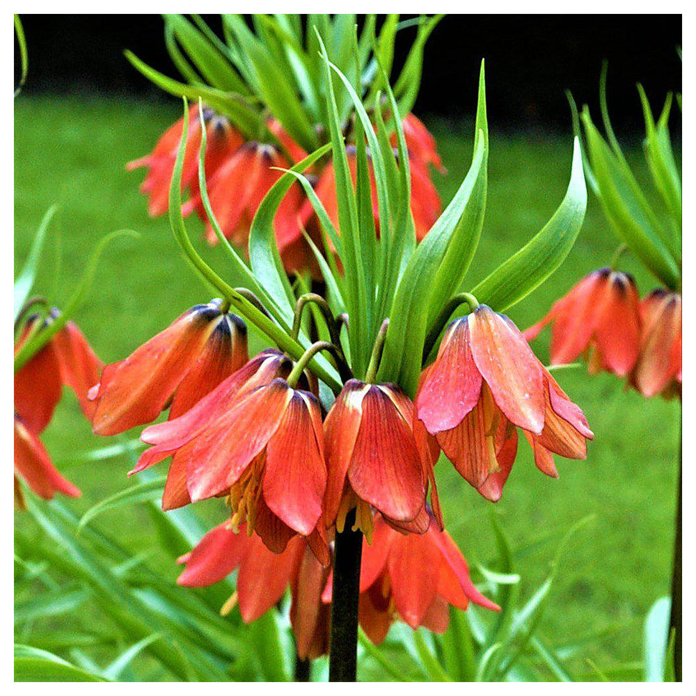 Green Crown Imperial Flower Seeds – Heirloom Non-GMO Regal Blooms for Spring Garden Planting | Neera Seeds product photo [neera-v4-eeb00e5a56a2ce8a8105]