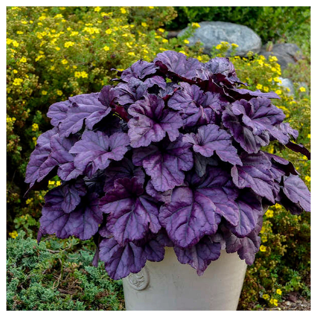 Purple Heuchera Plant Seeds – Heirloom Non-GMO Seeds for Planting | Shade-Loving Perennial Organic Garden Seeds | Neera Seeds product photo [neera-v4-eeb0492a5fb800b19939]
