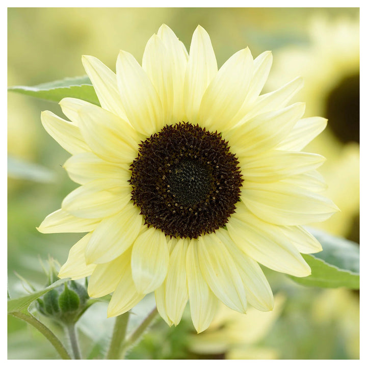 Lemon Sunflower Seeds for Planting – Heirloom Non-GMO Flower Seeds, High Germination Organic Home Garden Blooms | Neera Seeds product photo [neera-v4-eeb0c374c0dd4b872d33]