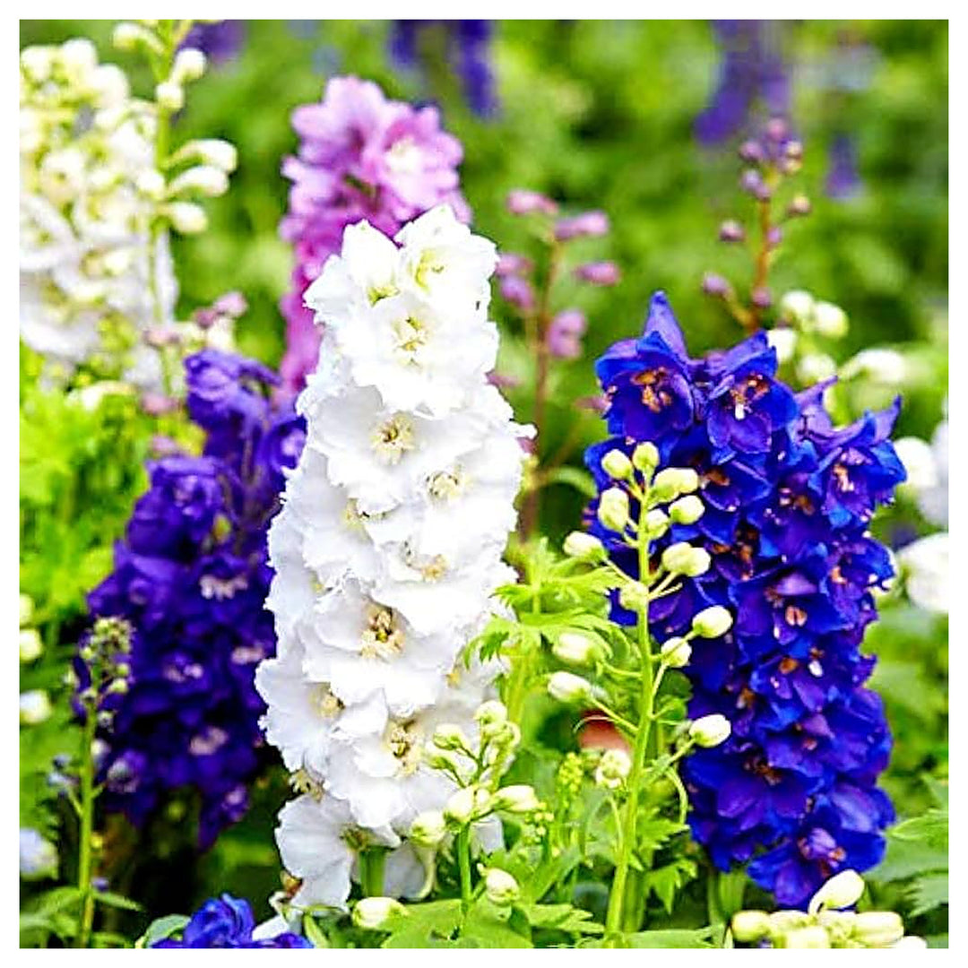 Delphinium For Planting Delphinium Spp For Flower Beds And Cottage Gardens Flower Seeds for Home | Neera Seeds product photo [neera-v4-eecc71673629a0ab7c15]