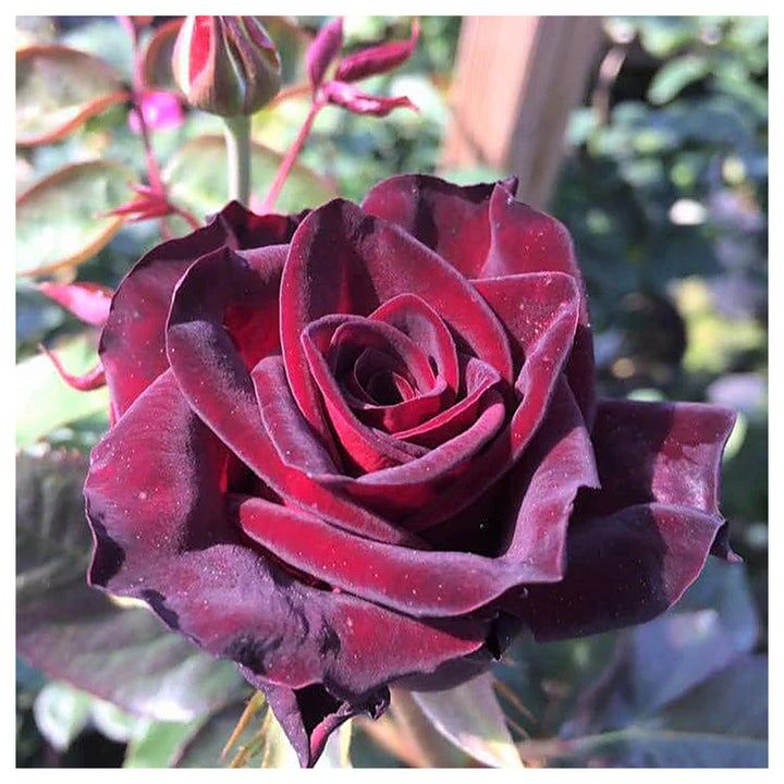 Hybrid Tea Rose Flower Seeds for Planting – Heirloom Non-GMO Seeds for Elegant Garden Blooms | Neera Seeds product photo [neera-v4-eed04c505283c825b0ec]