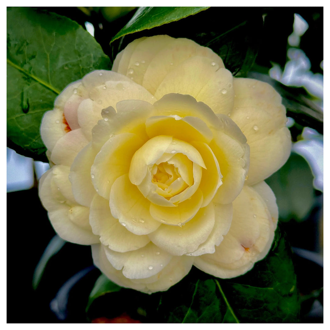 Organic Heirloom Camellia Light Yellow Flower Seeds – Non-GMO Ornamental Seeds for Planting | Neera Seeds product photo [neera-v4-eed98c0f8df6fc6a501c]
