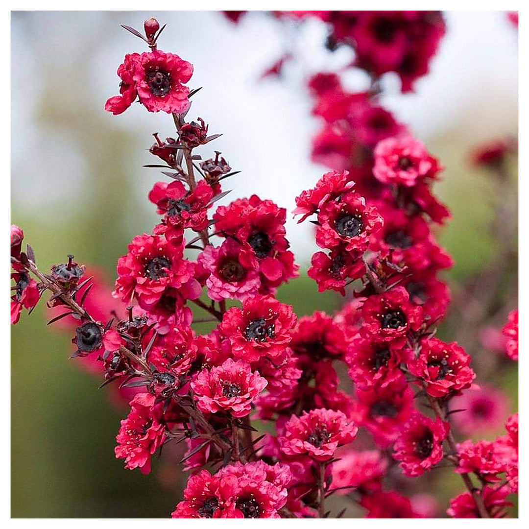Pink Manuka Honey Teatree Leptospermum Scoparium Flower Seeds for Planting - NON GMO Seeds | Neera Seeds product photo [neera-v4-eed99553f051eb6c9f4b]