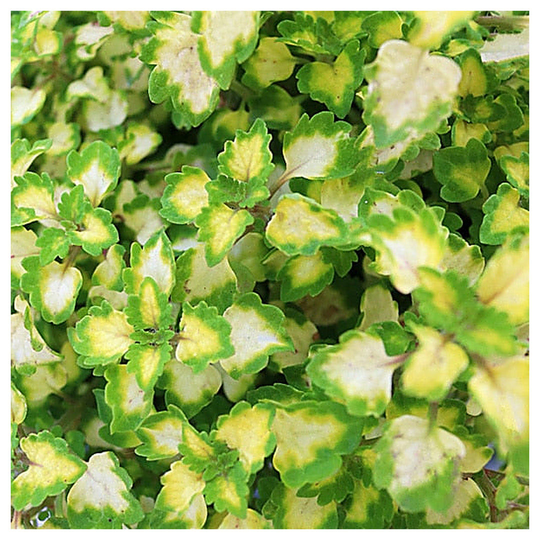 Coleus Trailing Yosemite Plant Seeds for Planting – Heirloom Non-GMO, High Germination Organic Garden Seeds | Neera Seeds product photo [neera-v4-eeee7f0492fb67b596af]