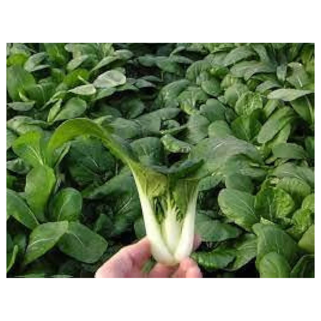 Canton Bok Choy Pak Choi Brassica Rapa For Planting Flower Seeds for Home Garden Planting, | Neera Seeds product photo [neera-v4-eef1d1547e49b4534622]