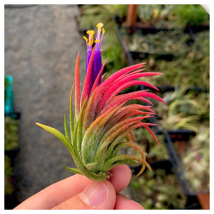 Heirloom Non-GMO Tillandsia Ionantha Air Plant Seeds – Unique Organic Garden Seeds for Planting | High Germination | Neera Seeds product photo [neera-v4-eef2717b449492199211]