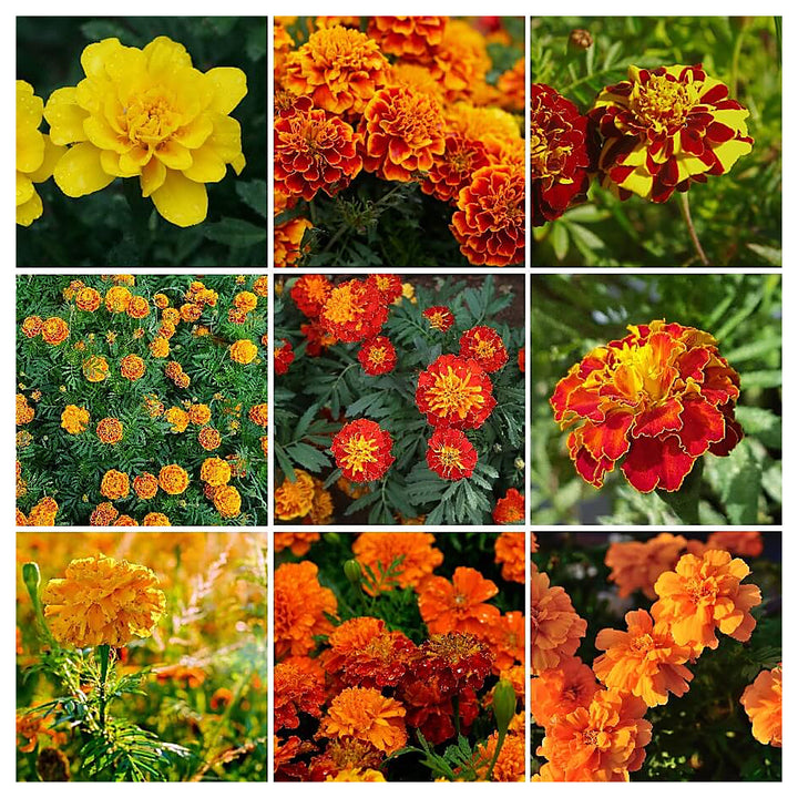 Mixed Marigold Flower Seeds for Planting – Heirloom, Non-GMO, Easy-to-Grow Garden Bloom Seeds for Vibrant Flowers | Neera Seeds product photo [neera-v4-eefc5ae236b620103d91]