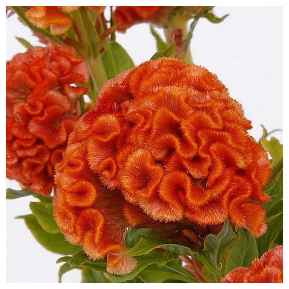 Orange Celosia Flower Seeds, Heirloom, Non-GMO Seeds for Planting | Neera Seeds product photo [neera-v4-ef002bc7f9e686f38187]