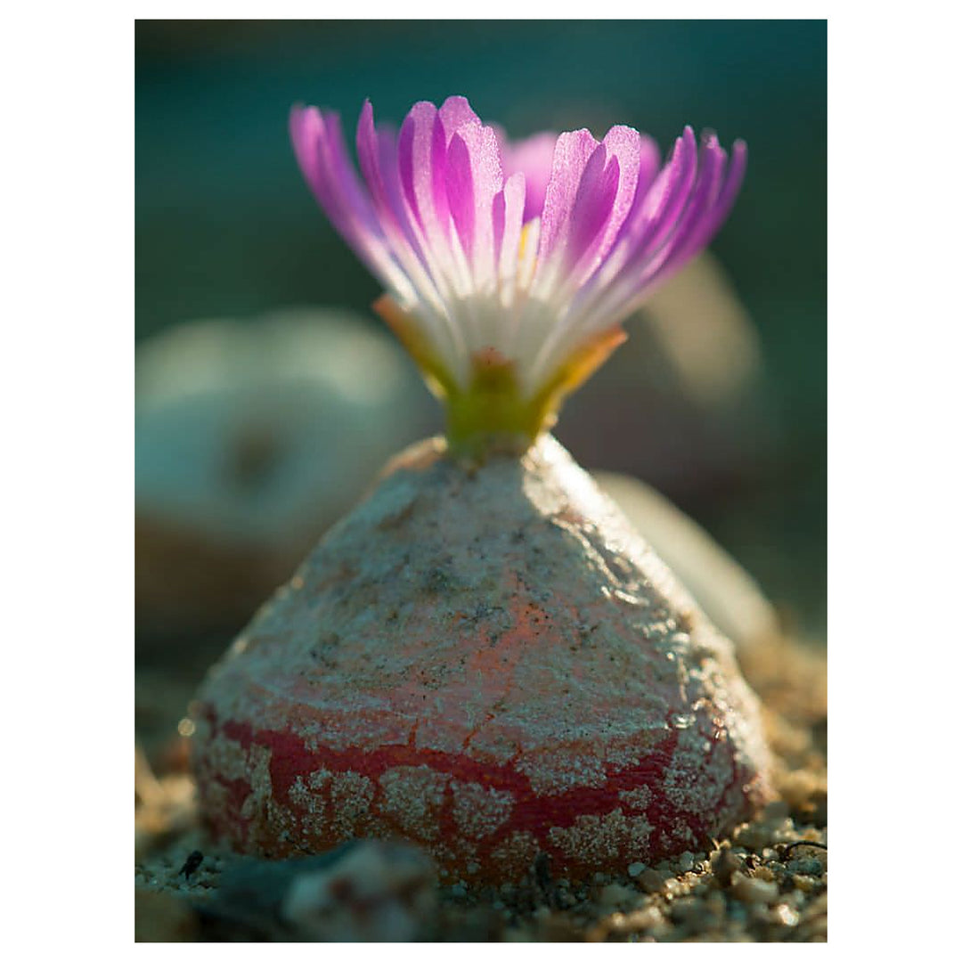 Heirloom Non-GMO Conophytum Burgeri Succulent Seeds for Planting | Rare Living Stone | High Germination Garden Seed | Neera Seeds product photo [neera-v4-ef082ebb81d54c4417ff]