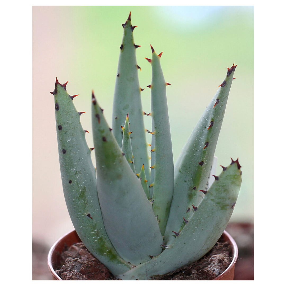 Green Claviflora Jackal’s Plant Seeds for Planting | Heirloom, Non-GMO, High Germination Organic Garden Seeds | Neera Seeds product photo [neera-v4-ef0beb6840db81f66973]