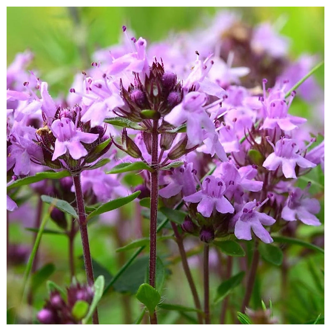 Serpyllum Violet Seeds for Planting – Organic, Heirloom, Non-GMO Creeping Thyme Seeds | Neera Seeds product photo [neera-v4-ef118a53c8ebe558b918]