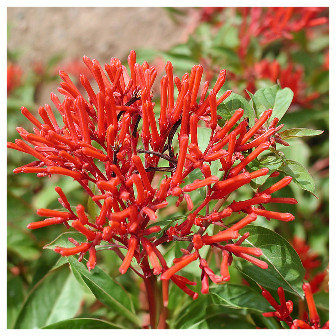 Heirloom Hamelia Patens Flower Seeds, Non-GMO Firebush Blooms for Hummingbird-Friendly Garden Planting | Neera Seeds product photo [neera-v4-ef1489819a129bd8d2b5]