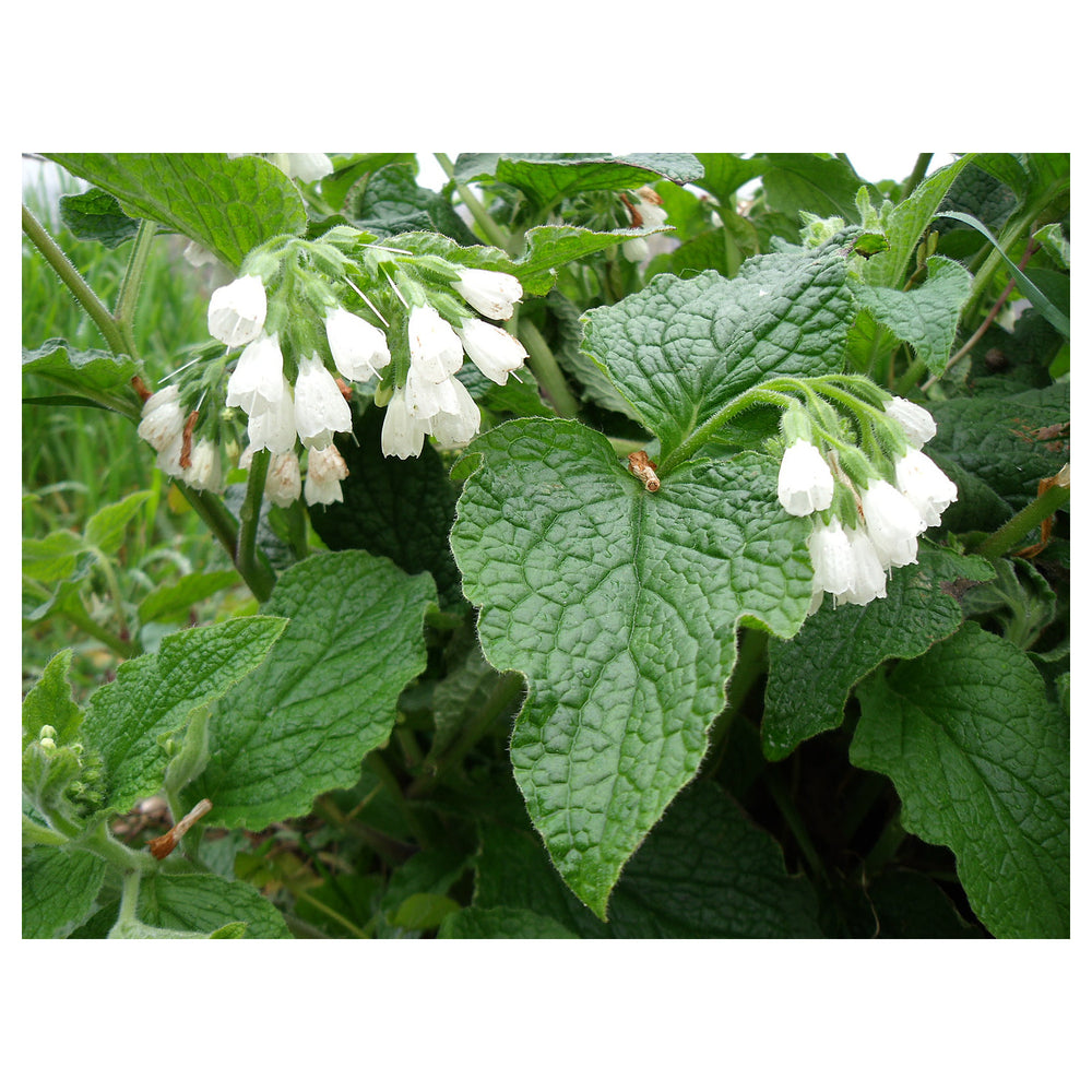 Heirloom Non-GMO Symphytum Flower Seeds – White Beauty Blooms for Garden Planting | Neera Seeds product photo [neera-v4-ef15ec5cb409b9149cd9]
