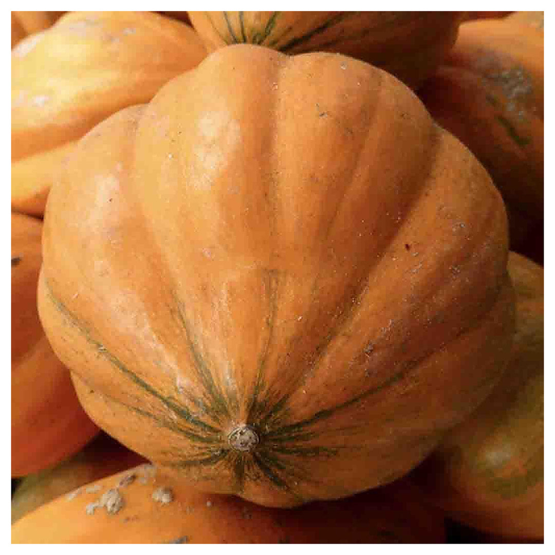 Amish Pie Squash Vegetable Seeds for Planting – Heirloom, Non-GMO, High Germination, Organic Garden Seeds | Neera Seeds product photo [neera-v4-ef1e4731d8d0fe29041c]