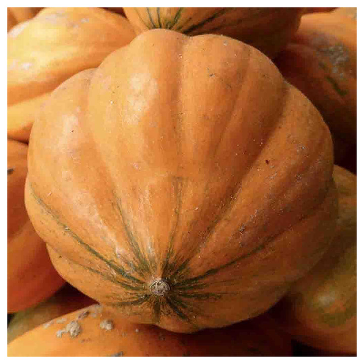 Amish Pie Squash Vegetable Seeds for Planting – Heirloom, Non-GMO, High Germination, Organic Garden Seeds | Neera Seeds product photo [neera-v4-ef1e4731d8d0fe29041c]
