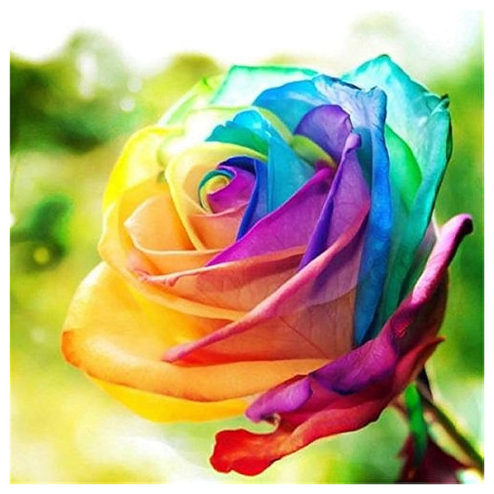 Holland Rainbow Rose For Planting Rosa Hybrida For Flower Beds And Ornamental Gardens Flower Seeds | Neera Seeds product photo [neera-v4-ef1feaeb40b18a94d9f3]