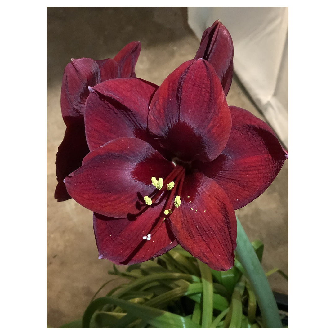 Heirloom Non-GMO Maroon Amaryllis Flower Seeds – Bold Blooming Bulb Seeds for Home Gardens | Neera Seeds product photo [neera-v4-ef2150416828992f6946]