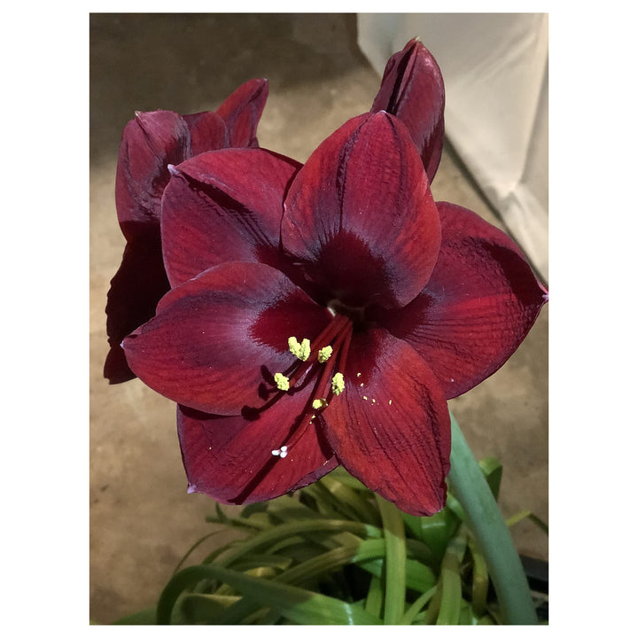 Heirloom Non-GMO Maroon Amaryllis Flower Seeds – Bold Blooming Bulb Seeds for Home Gardens | Neera Seeds product photo [neera-v4-ef2150416828992f6946]