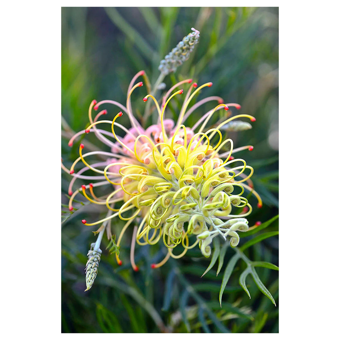 Colorful Grevillea Flower Seeds for Planting – Heirloom Non-GMO Organic Garden Seeds with High Germination | Neera Seeds product photo [neera-v4-ef246661cdb0923adffb]