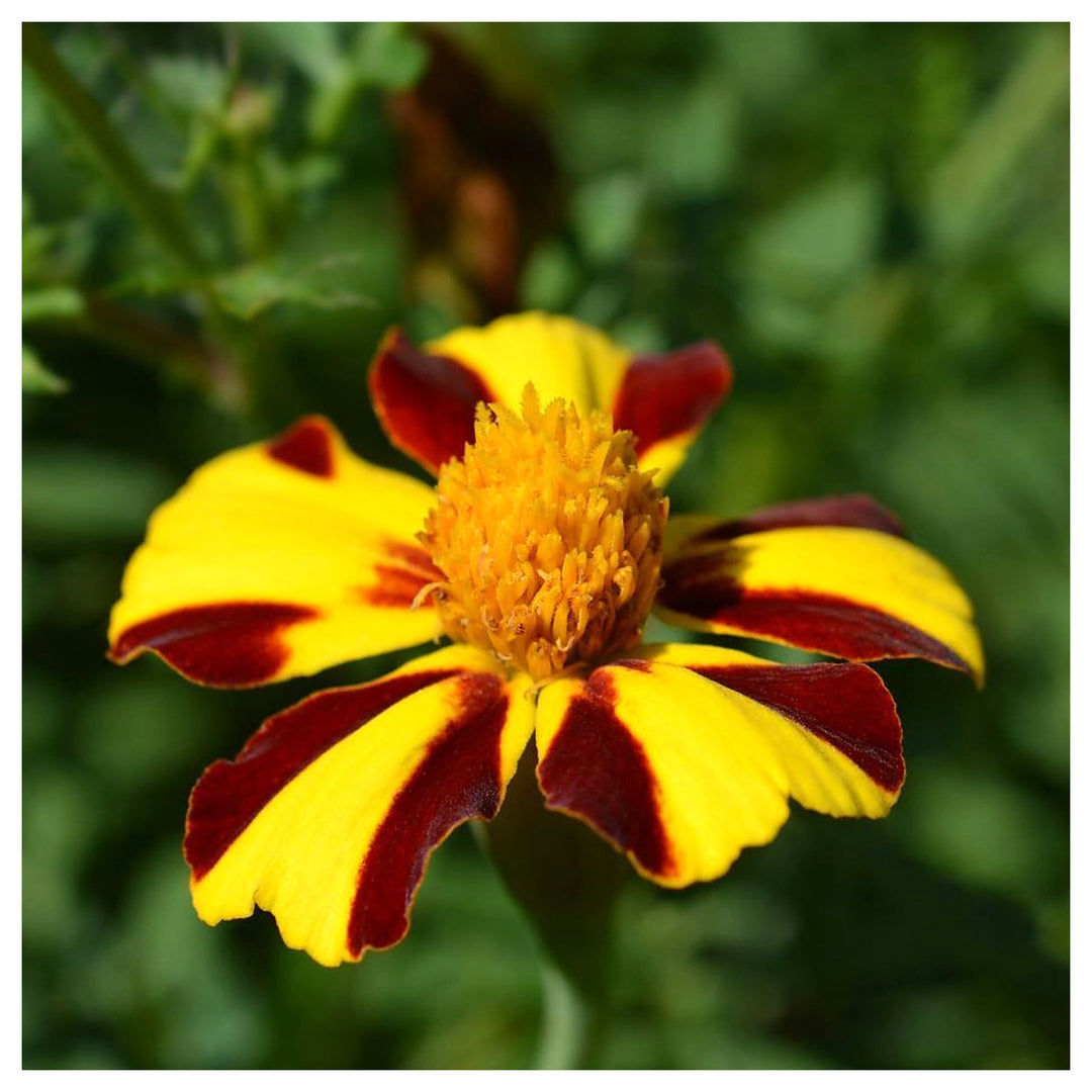 Heirloom Marigold Mr. Majestic Flower Seeds, Non-GMO Striped Blooms for Vibrant Garden Planting | Neera Seeds product photo [neera-v4-ef2b5147edde54079fd4]