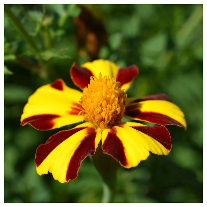 Heirloom Marigold Mr. Majestic Flower Seeds, Non-GMO Striped Blooms for Vibrant Garden Planting | Neera Seeds product photo [neera-v4-ef2b5147edde54079fd4]
