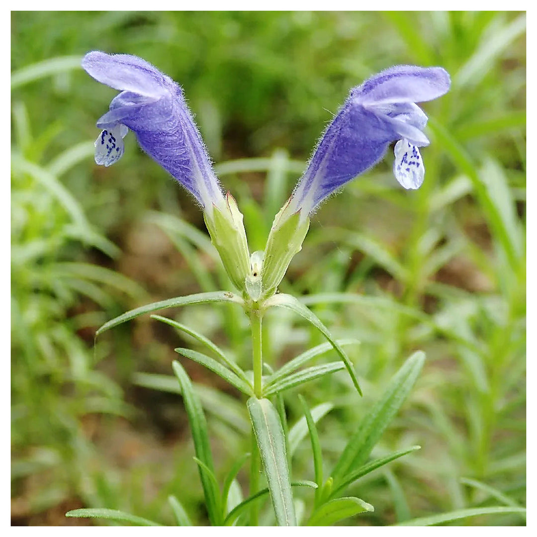 Dracocephalum Flower Seeds – Heirloom Non-GMO Dragonhead Blooms for Pollinator-Friendly Garden Planting | Neera Seeds product photo [neera-v4-ef3a815b2f77362b5196]