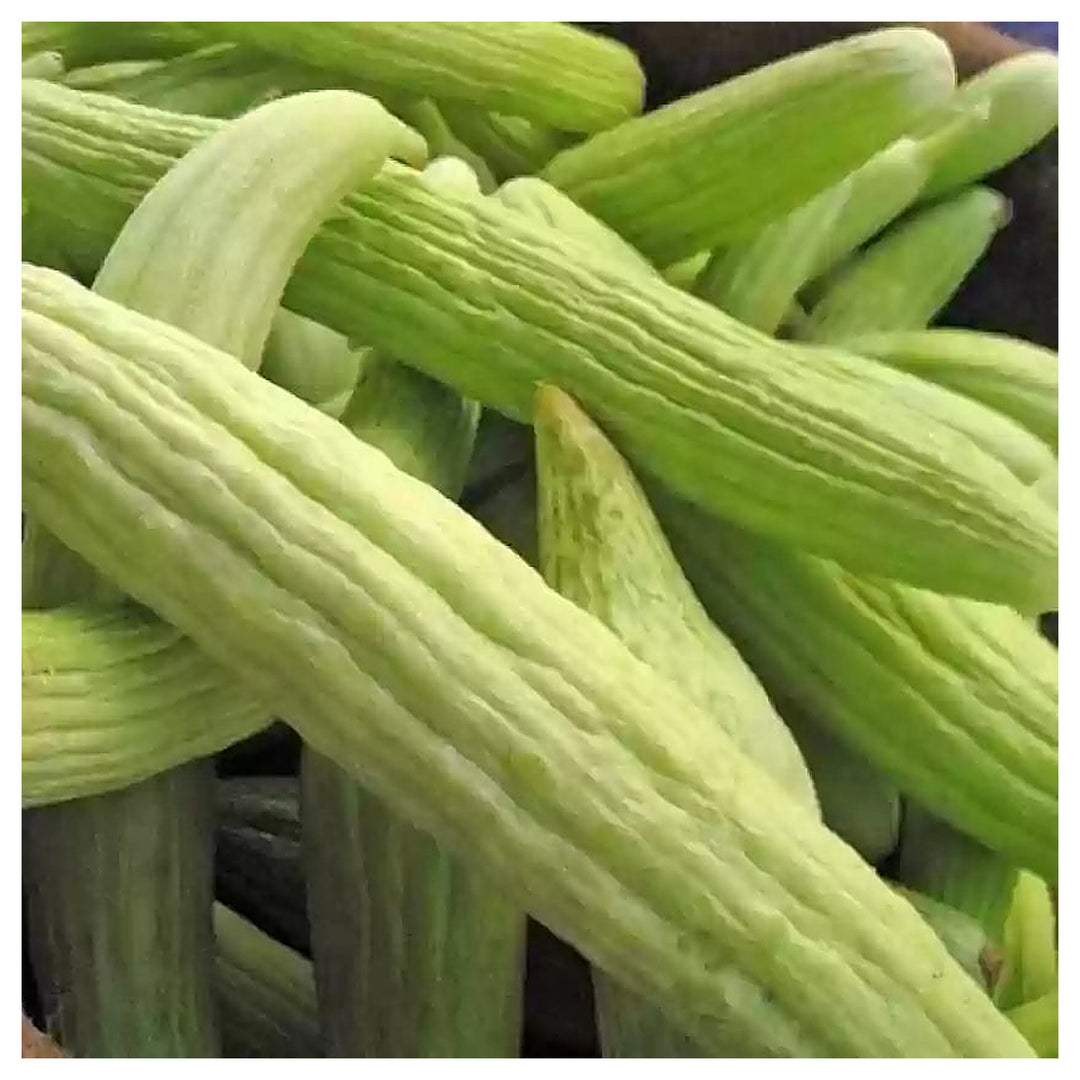 Armenian Pale Green Cucumber Seeds for Planting | Heirloom Non-GMO Organic Garden Seeds | Neera Seeds product photo [neera-v4-ef400fd7f7a4a75e9218]