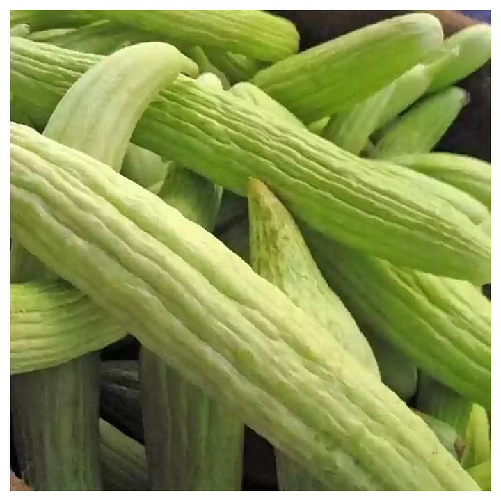 Armenian Pale Green Cucumber Seeds for Planting | Heirloom Non-GMO Organic Garden Seeds | Neera Seeds product photo [neera-v4-ef400fd7f7a4a75e9218]