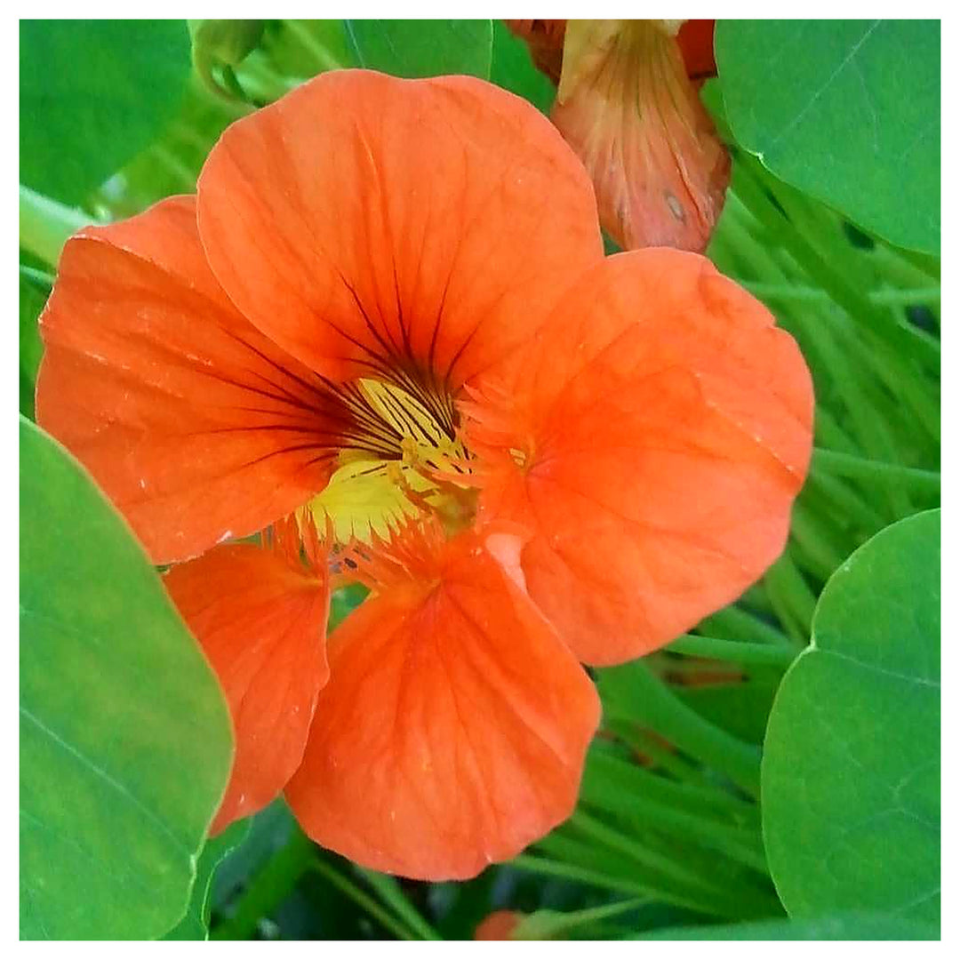 Orange Hanging Nasturtium Seeds for Planting – Heirloom, Non-GMO, High Germination Garden Seeds for Home Garden | Neera Seeds product photo [neera-v4-ef4f6bd42c533d700a2c]