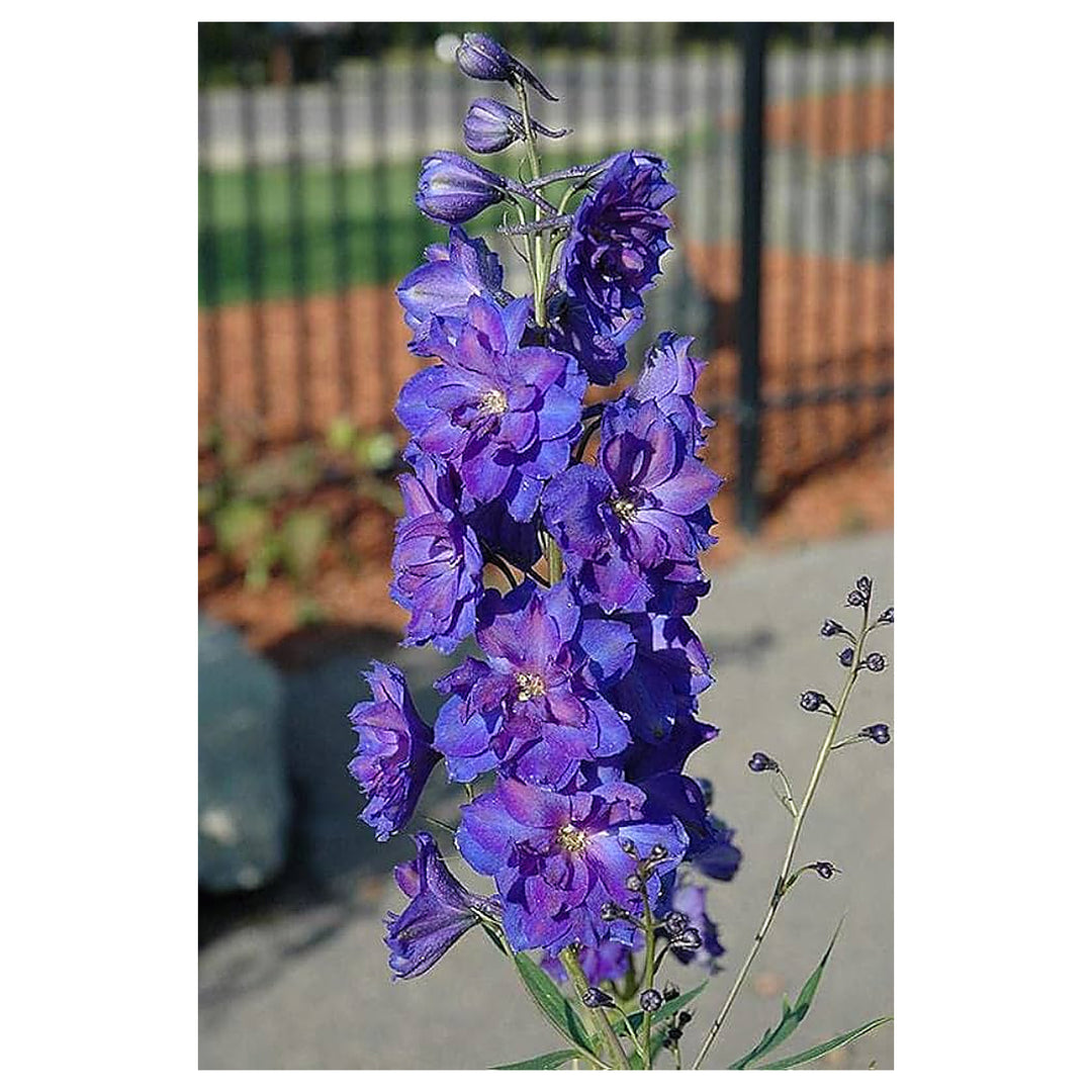 Organic Purple Matthiola Incana Seeds for Planting – Heirloom, Non-GMO, High Germination Flower Seeds | Neera Seeds product photo [neera-v4-ef57132d5d43039c29c9]