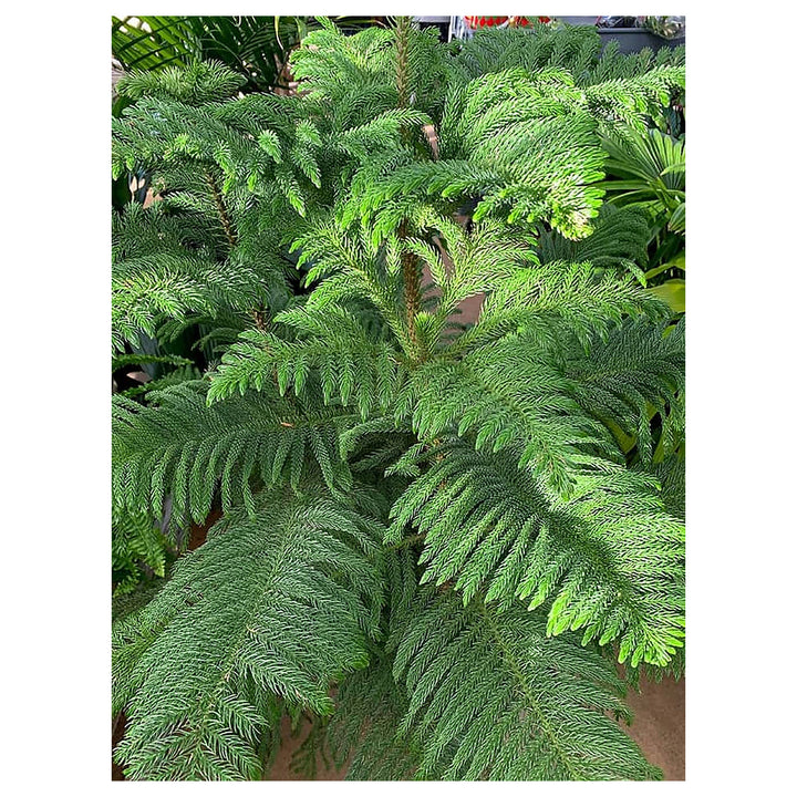 Heirloom Non-GMO Araucaria Flower Seeds for Planting – Rare Evergreen Tree Seeds | Neera Seeds product photo [neera-v4-ef5f9ae54d502f2ade61]