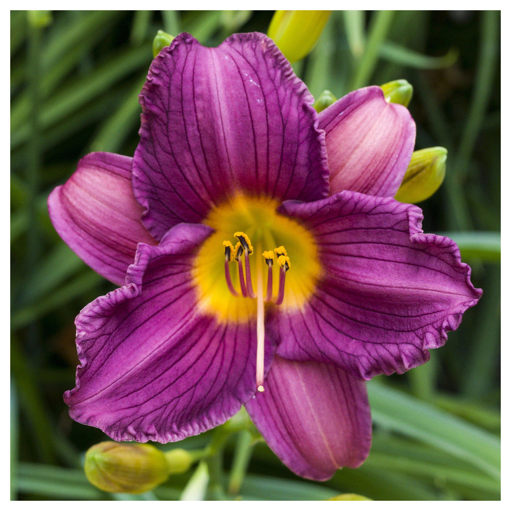 Heirloom Non-GMO Violet Hemerocallis Flower Seeds – Long-Blooming Perennial Garden Planting | Neera Seeds product photo [neera-v4-ef65b020567b08ef094a]