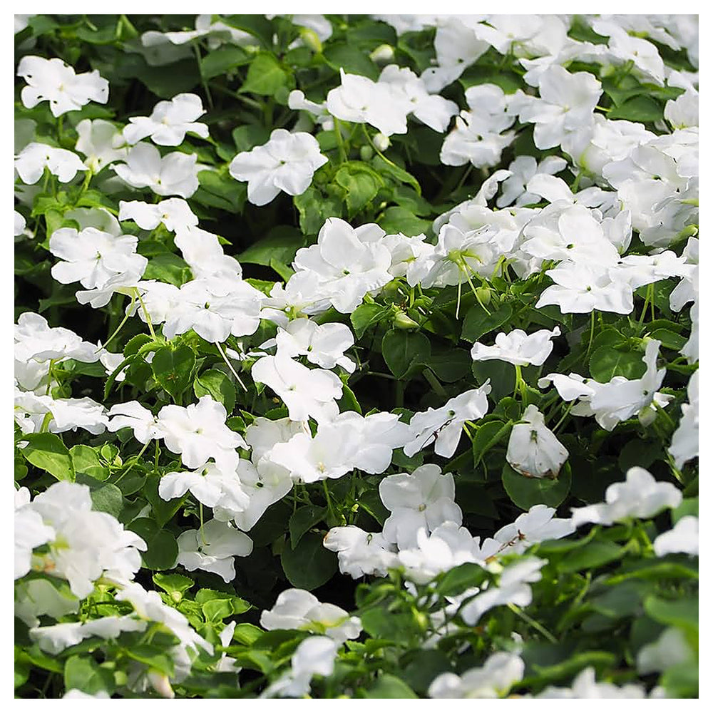 White Periwinkle Vinca Flower Seeds for Planting – Heirloom Non-GMO | High Germination Organic Garden Seeds | Neera Seeds product photo [neera-v4-ef7afbc424c1b5b8c02c]