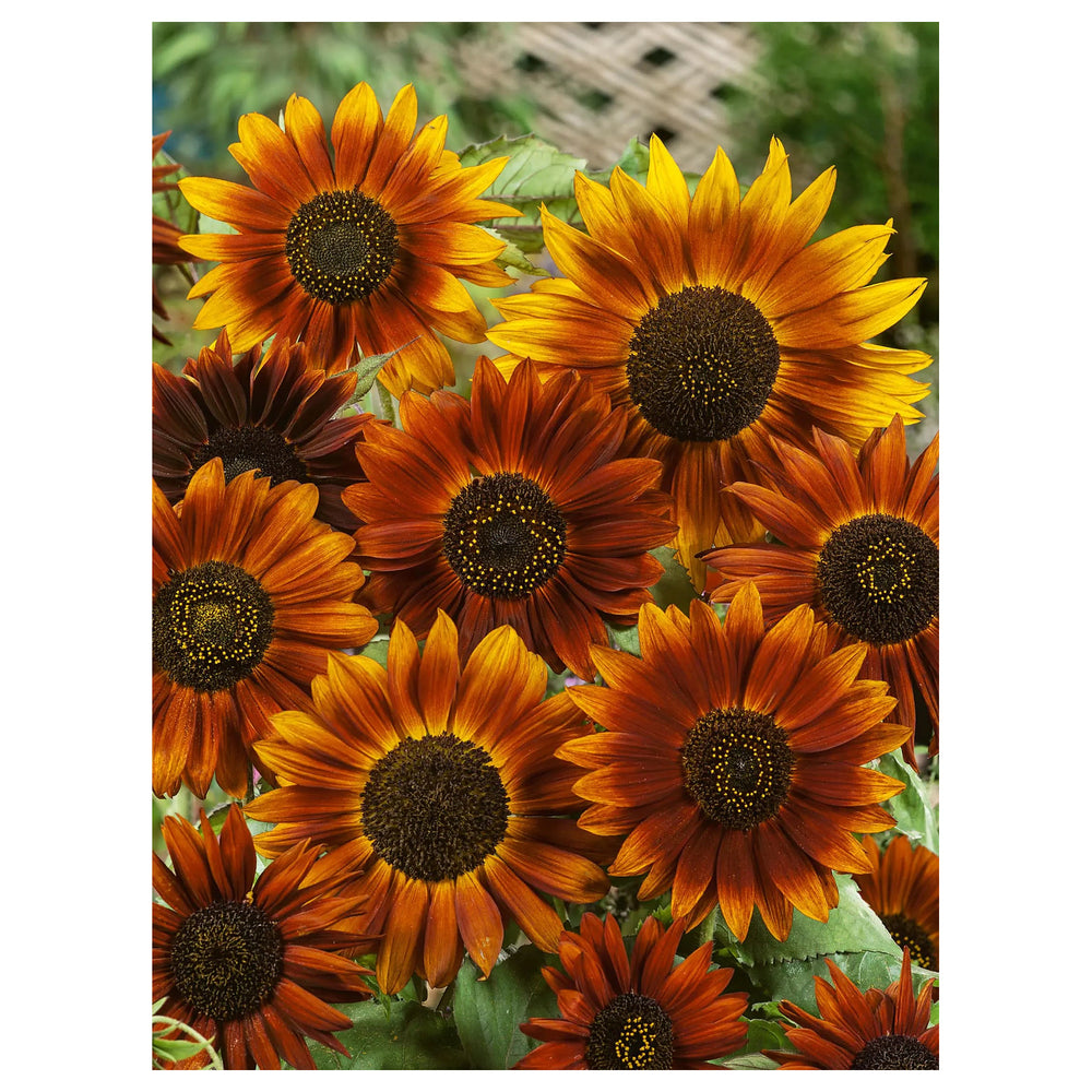 Yellow and Red Sunflower Seeds for Planting – Vibrant Bi-Color Blooms for Garden or Landscape | Neera Seeds product photo [neera-v4-ef8e7fceab6e3ca89106]