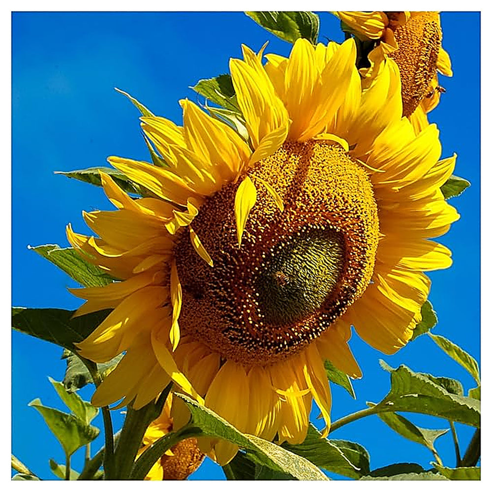 Dwarf Grey Striped Sunflower Seeds for Planting – Compact, Beautiful, Easy Grow Non-GMO Garden Sunflowers | Neera Seeds product photo [neera-v4-ef9284d1cbee51d06887]