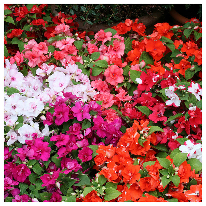 Heirloom Non-GMO Guinea Flower Seeds for Planting – Bright Tropical Ornamental Garden Blooms | High Germination | Neera Seeds product photo [neera-v4-efa03e22e3ecd99734ff]