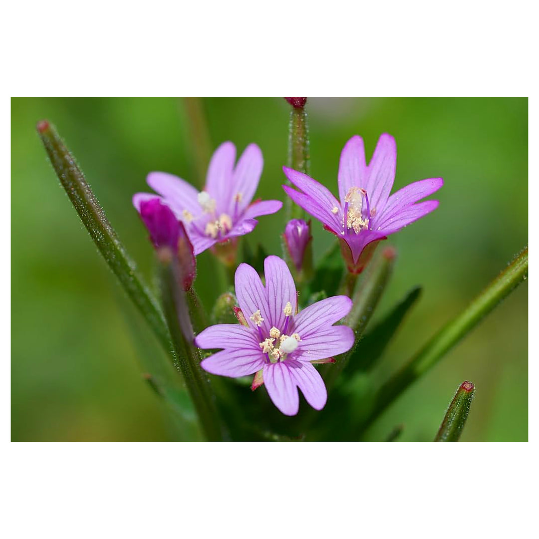 Epilobium Glandulosum Flower Seeds for Planting – Organic, Heirloom, Non-GMO Wildflower Seeds | Neera Seeds product photo [neera-v4-efa98de5b63c0f56eb86]