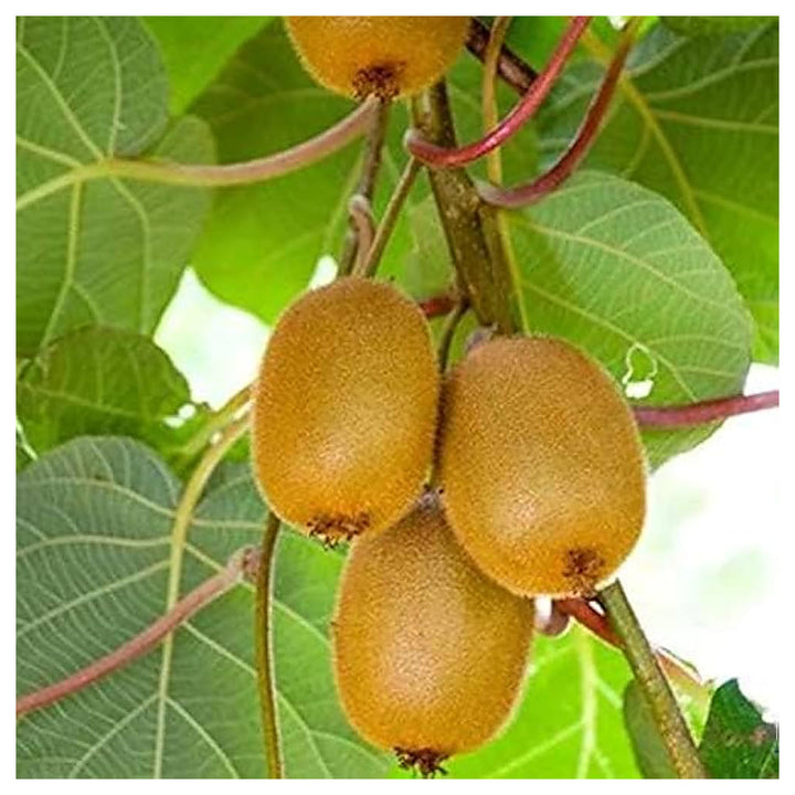 Kiwi Vine For Planting Actinidia Deliciosa For Trellises And Home Gardens Flower Seeds for Home | Neera Seeds product photo [neera-v4-efab07a527126753b02d]