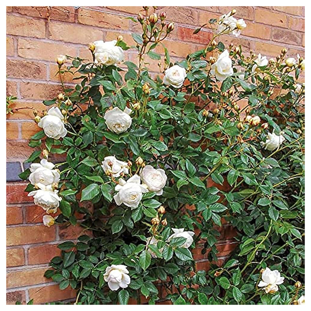 Climbing Rose Bonsai Tree Plants For Home Garden Flower Seeds for Home Garden Planting, Ornamental | Neera Seeds product photo [neera-v4-efb68ed4e14d3123143c]