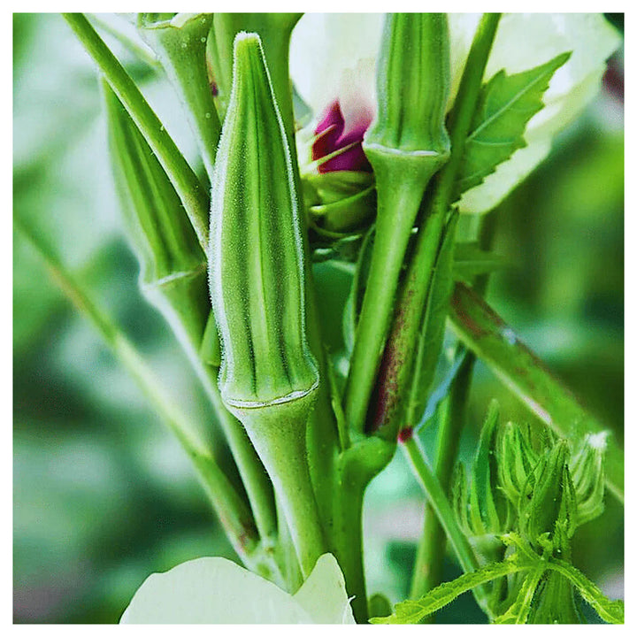 Hybrid Okra (Summer Variety) Seeds for Planting – Early Maturing, High Yield, Heat-Tolerant Variety for Spring &amp; Su | Neera Seeds product photo [neera-v4-efc3ae03c48d1eb47719]