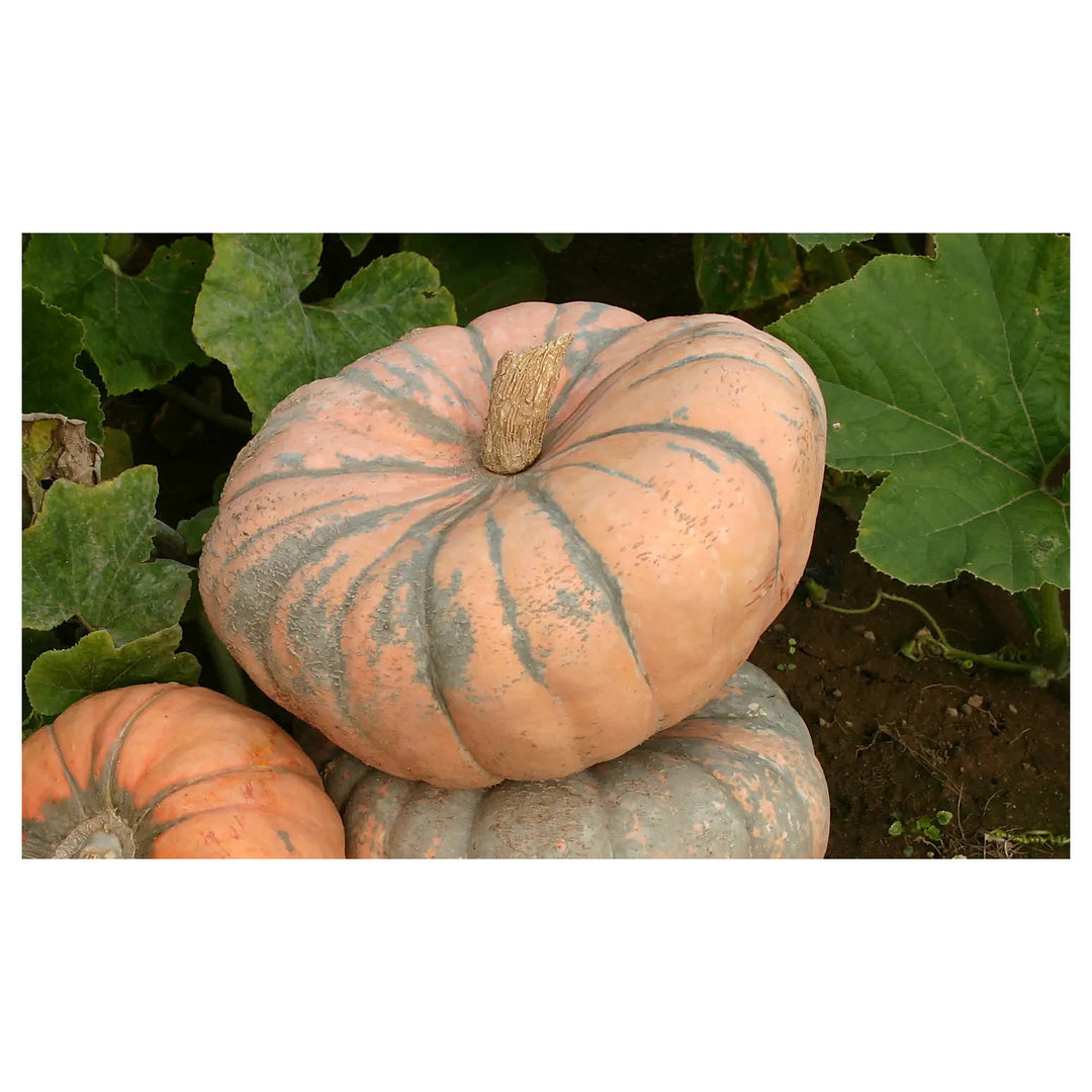 Speckled Hound Pumpkin Vegetable Seeds for Planting – Heirloom, Non-GMO, High Germination, Organic Garden Seeds | Neera Seeds product photo [neera-v4-efc7a48fc3deab801cba]