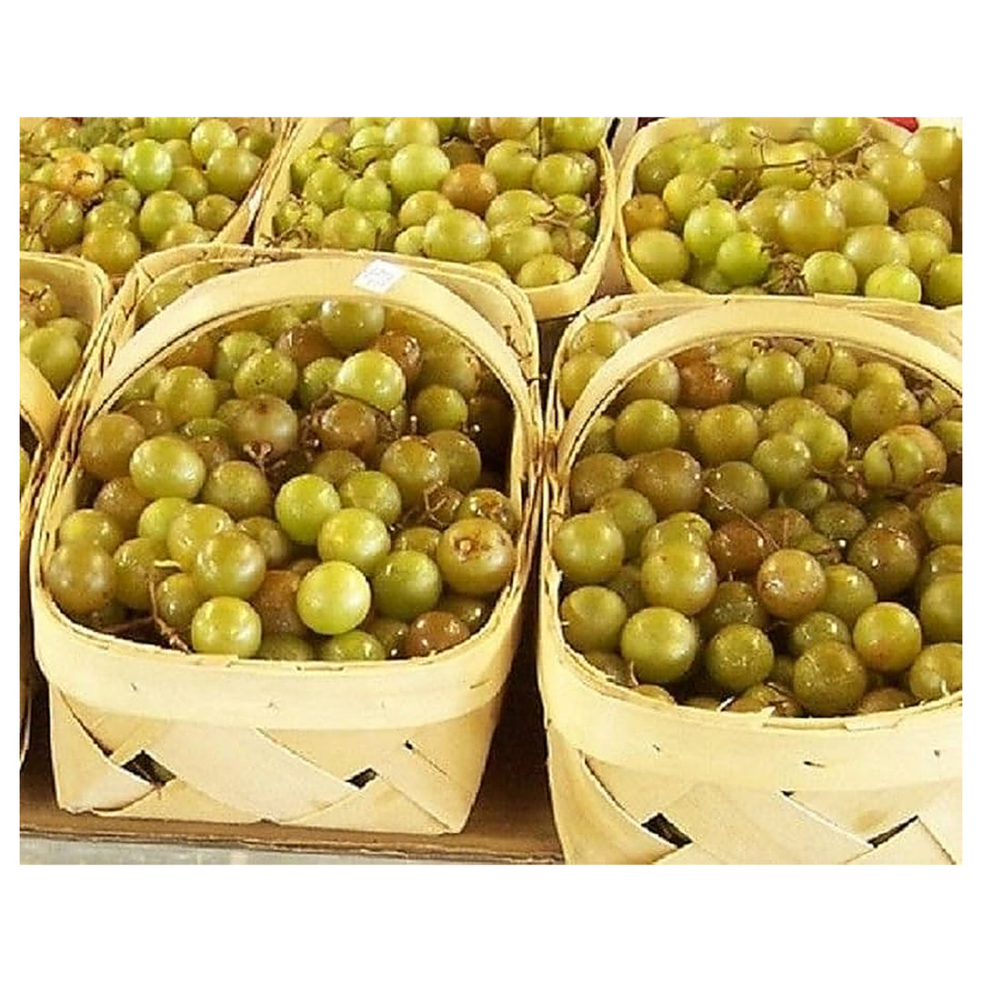 White Heirloom Non Gmo Giant Scuppernong Muscadine Sweet Large Grapes With Unique Flavor Flower | Neera Seeds product photo [neera-v4-efebf2a62bf3c83d434e]