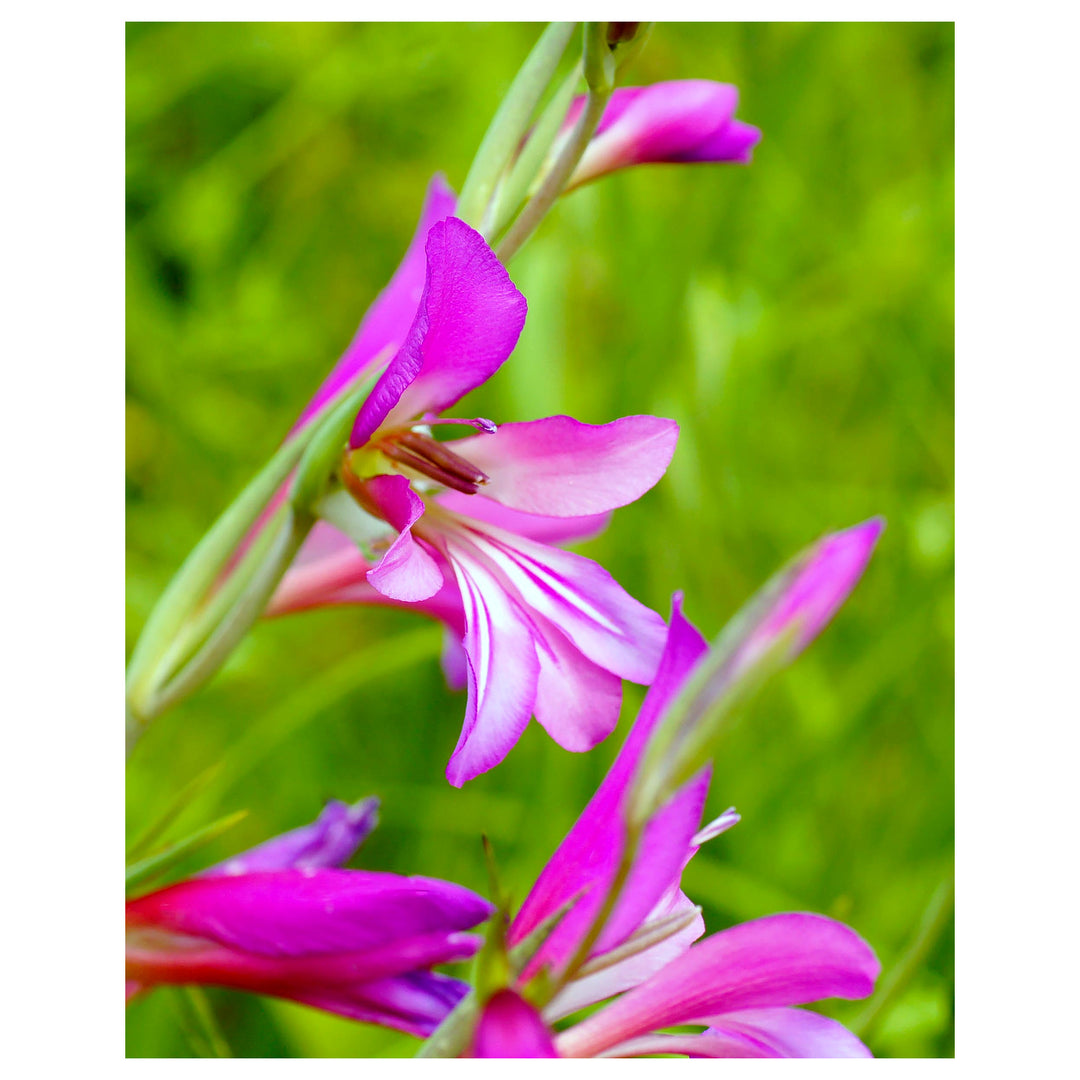 Heirloom Gladiolus Italicus Flower Seeds, Non-GMO Wild Gladiolus Blooms for Vibrant Garden Planting | Neera Seeds product photo [neera-v4-eff411d0e457b8f2eba3]