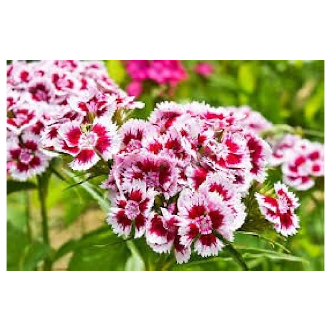 Organic White Mix Dianthus Flower Seeds for Planting – Heirloom Non-GMO | High Germination Organic Garden Seeds | Neera Seeds product photo [neera-v4-eff909f8013189d795c7]