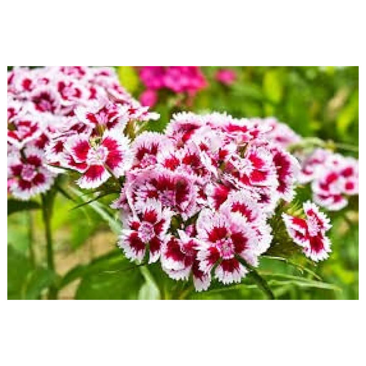 Organic White Mix Dianthus Flower Seeds for Planting – Heirloom Non-GMO | High Germination Organic Garden Seeds | Neera Seeds product photo [neera-v4-eff909f8013189d795c7]