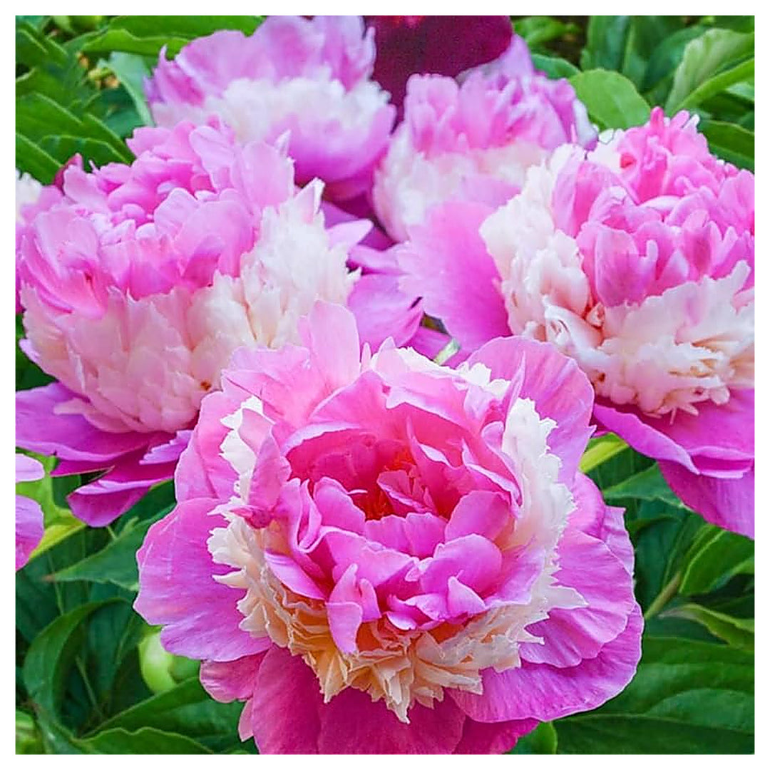 Rare Heirloom Sorbet Peony Tree Double Bloom Flower Seeds Home Garden Planting, Colorful | Neera Seeds product photo [neera-v4-f034352ffba2eb6d2b12]