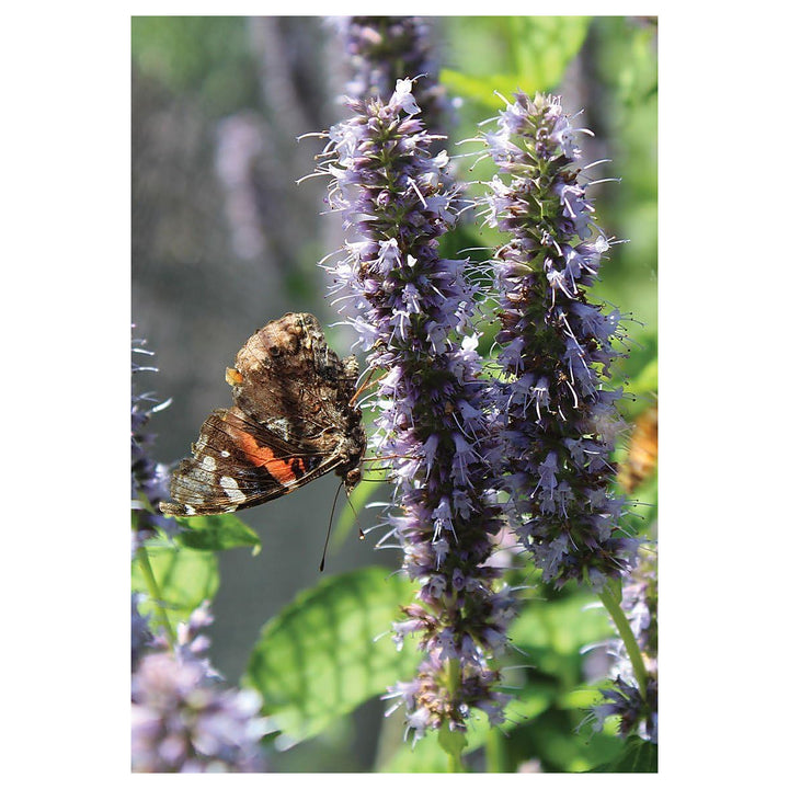 Giant Anise Hyssop Flower Seeds – Heirloom, Non-GMO Herb Seeds for Pollinator-Friendly Planting | Neera Seeds product photo [neera-v4-f037ce952adba74a0b03]
